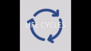 Picture Life Cycles_Moment